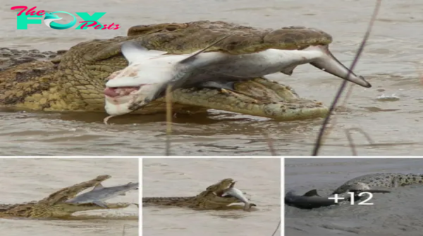 Predator’s Feast: Crocodile Swallows Shark in Jaw-Dropping Scene