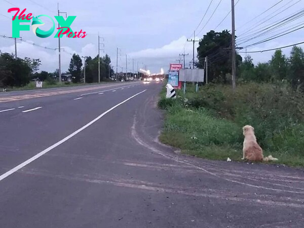 “Unfailing Loyalty: A Loyal Dog’s Four-Year Vigil Journey Culminates in a Heartwarming Reunion with His Long-Lost Master”