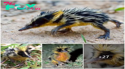 Discovery of strange, rare half-porcupine, half-mouse animal in Madagascar has people searching for it