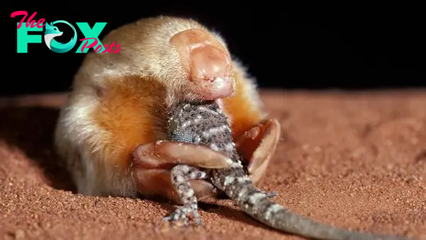 Extremely rare marsupial mole that 'expertly navigates' sand dunes spotted in Western Australia