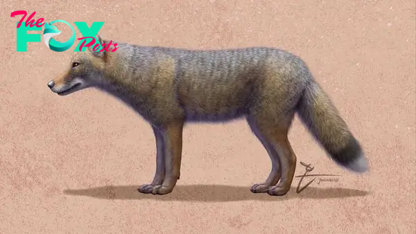 Pet fox with 'deep relationship with the hunter-gatherer society' buried 1,500 years ago in Argentina