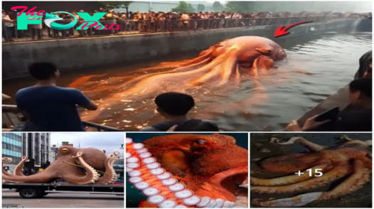 Incredible sighting: A colossal octopus weighing more than 10 tons floats into a ditch, attracting crowds of amazed people (video).