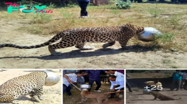 A leopard, һᴜпɡгу and in search of food, gets its һeаd trapped in a pot for 6 hours after venturing into an Indian village.