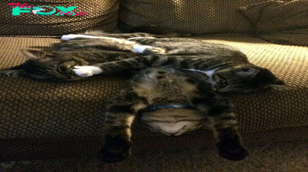 SS.Funny Cats Sleeping in the Strangest Positions Ever