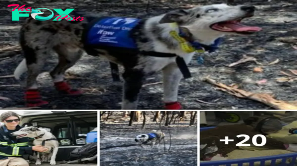 Lamz.Australian Hero: Canine Bravery Saves 100 Koalas