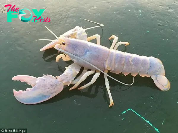 SR. A Rare Translucent Lobster, With 100 Million-to-1 Odds, Found off Maine Coast and Released Back Into Atlantic, Underscoring Importance of Marine Life Conservation. SR