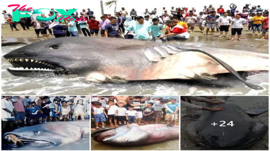 Fishermen Discovered Extremely Rare Giantmouth Shark Drifting Towards Beach With Huge Size Weighing Over 6 Tons (Video)