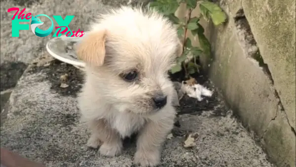 Pup Kisses The Hands Of Rescuer After Being Rescued From The Freezing Cold