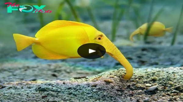 Rare Elephant Fish – Extremely Rare Fish You May Not Know About