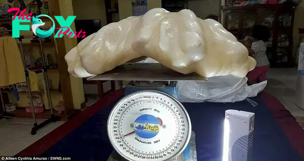 FS Fishermen were surprised to find a giant 75-pound pearl worth $100 million on the US coast