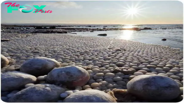 S29. Spectacular Discovery: Finnish Beach Unveils Thousands of Enchanting ‘Ice Eggs. S29