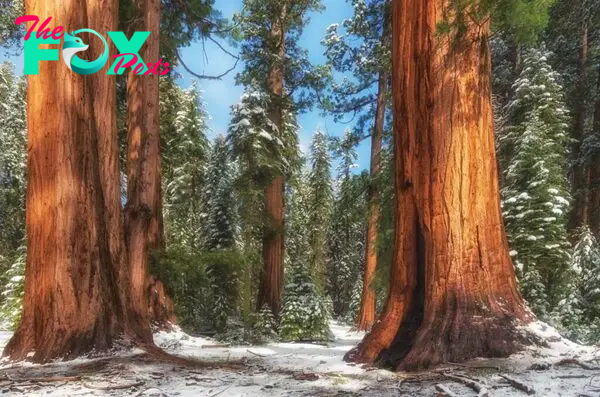 Walk Among Giants: Sequoia and Kings Canyon National Parks