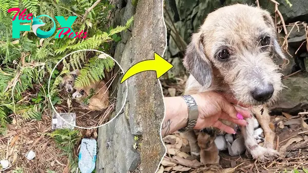 QT Emotional Encounter at Cliff’s Base: Mother Dog Desperately Begs for the Rescue of Her Newborn Puppies