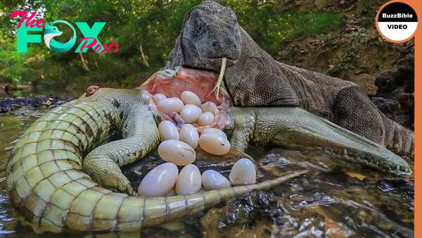 S29. Exploring the Culinary Odyssey of Crocodile Eggs: A Captivating Expedition. S29