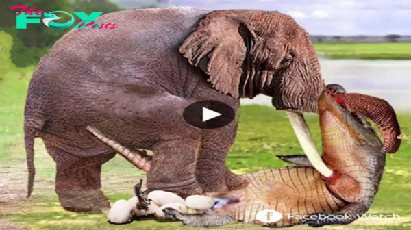 Unbelievable! The Fierce Lion Herd Was Miserably Defeated Before Elephant’s Strong Counterattack