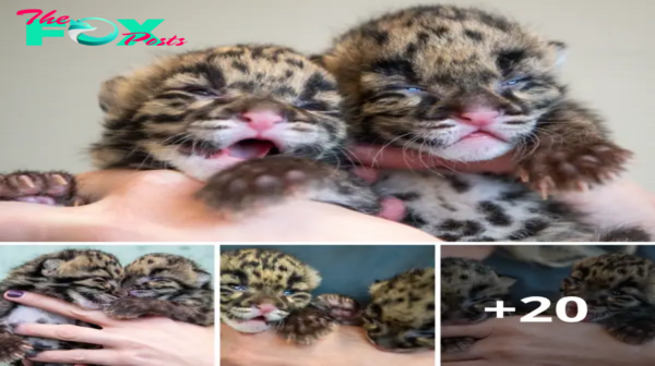 Lamz.Adorable Arrival: Witness the Playful Antics of 2-Week-Old Clouded Leopard Cubs! (Video)