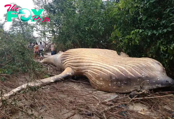 S29. Mysterious Discovery: 10-Ton Whale Found in the Amazon Rainforest Leaves Scientists Stunned. S29