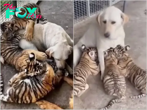 “Lessons of Maternal Love: Mother Dog Sacrifices Herself for Her Orphaned Tiger Cub Shocks and Admires the Internet”