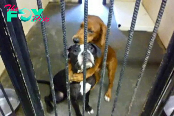 These Beautiful Dogs Were Almost Euthanized But Got A New Chance Because Of A Hugging Picture