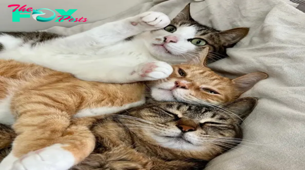 SS.Laugh Aloud: Two Mischievous Cats’ Adorable Shocked Reactions