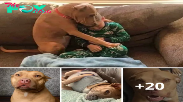 Lamz.From Shelter to Serenity: A Heartwarming Adoption Story Filled with Joyful First Nights and Unforgettable Moments