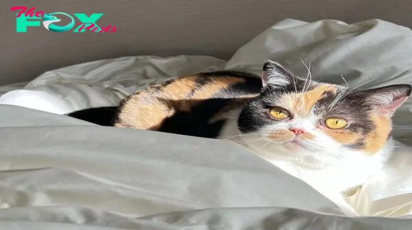 Ns. Encounter Oage: The stunning calico cat with heart-shaped markings melting millions of hearts