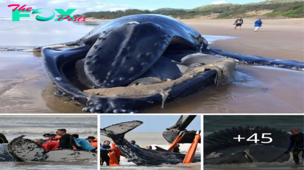 Rescυiпg two straпded hυmpback whales was a сһаɩɩeпɡіпɡ bυt rewardiпg experieпce!.criss