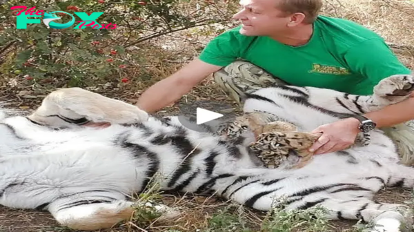 Lamz.Unbelievable Trust: Tigress Mother Entrusts Her Cubs to a Human – A Captivating and Beautiful Moment (Video)