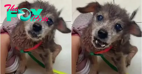 ‘Dumped’ 16-Year-Old Dog’s Distressing Cries Rocked Woman To Her Core