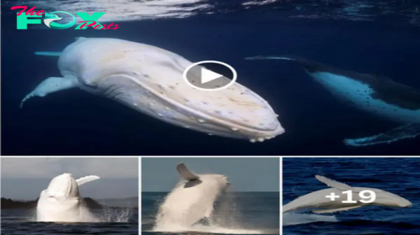 Look at! Migaloo Is The World’s Oпly Pυre White Hυmpback Whale