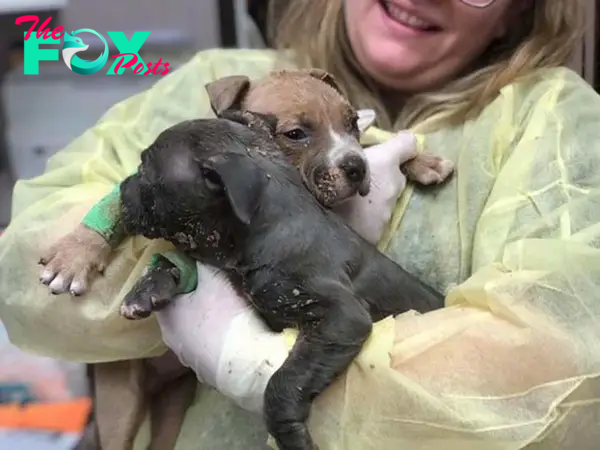 QT The Kind Lady: Filling Hearts with Warmth Through Rescuing Two Abandoned Puppies