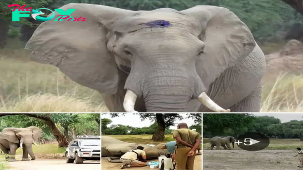 Brave Elephant Survives Poaching Attempt and Seeks Human Help