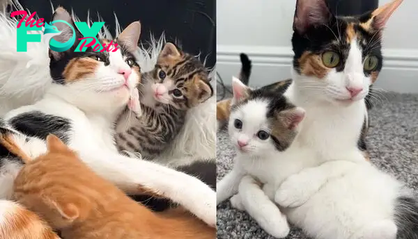 1S.Cat Protected Kittens by Lying on Top of Them, But Got Really Adorable When Someone Opened Her House to Help