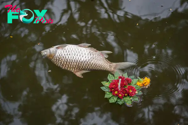 Thai Officials Warn Releasing Fish Into Nature Won’t Bring Good Karma but Ecological Harm