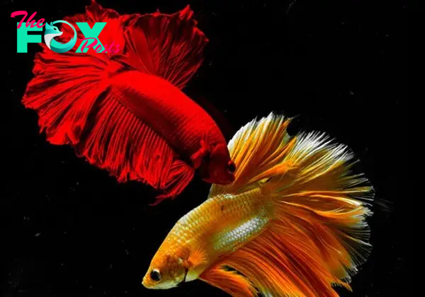 CS. Unlocking the Allure of Betta Fish (Betta splendens): Exploring Temperament and Beauty!