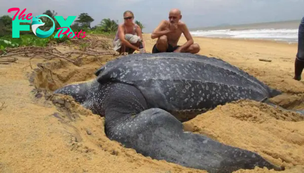 FS Unbelievably strange, the world’s largest sea turtle was discovered on the coast