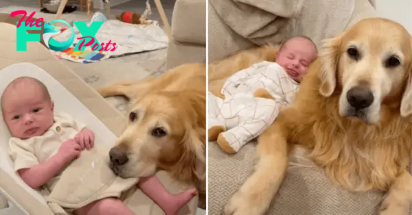 “An Act of Love: A Smart Dog Takes Care of a Sleeping Baby”