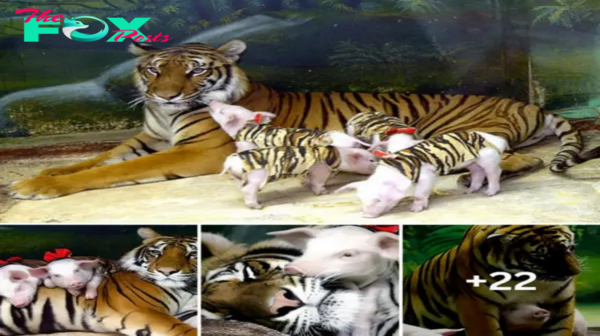 Nature’s Miracle: The Unbelievable Story of a Tiger Who Raised a Litter of Piglets
