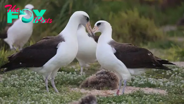 World's oldest wild bird is 'actively courting' after losing long-term mate