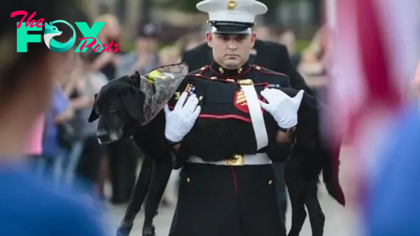 “Heartwarming Conclusion: A Marine’s Tearful Goodbye to Loyal Teammates in the Fight Against Bone Cancer”