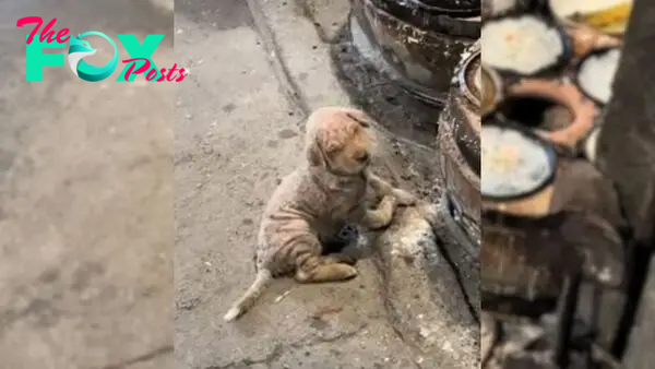 A Woman Rescues A Sick Dog Dumped In Freezing Weather Who Kept Crawling And Trying To Keep Warm