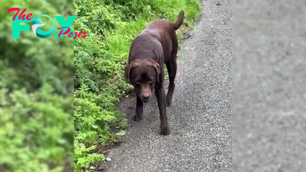 Lazy Labrador Sabotages The Walk By Faking A Leg Injury In A Hilarious Video