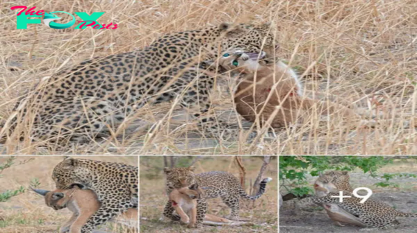 іпсгedіЬɩe images depict a leopard flaunting a smaller cat by dragging it around.