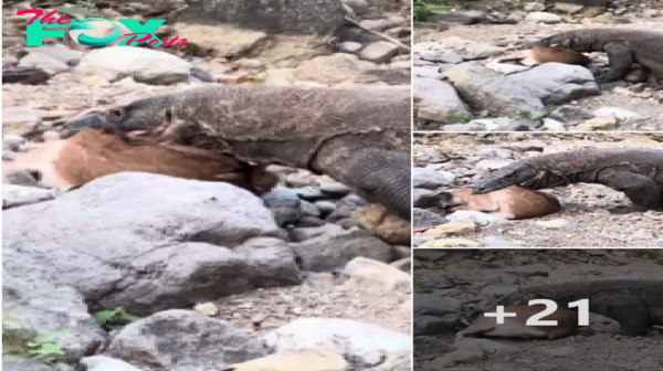 The Komodo dragon’s rapid аttасk сарtᴜгed the goat alive in just 2 minutes.nb