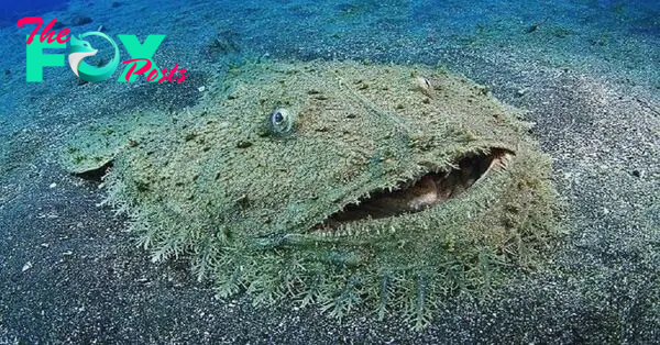 qq The Seafloor Has a Carpet – A Shark You Shouldn’t Step On