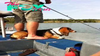qq “Beagle’s Adventure: A Fishing Trip with His Owner”
