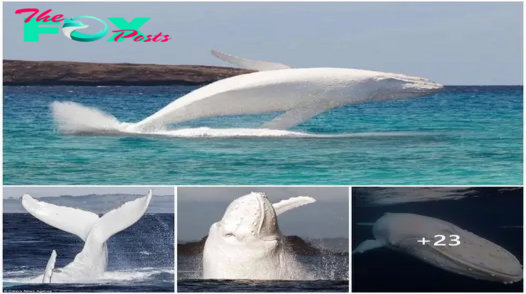 Discovery of the world’s only pure giant white humpback whale appearing off the southern coast of the United States (video)