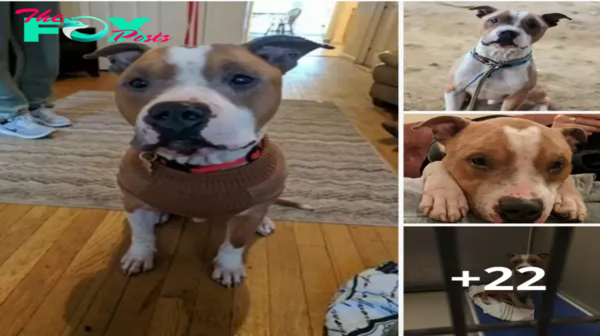 Lamz.Unconditional Love: Heartwarming Tale of a Shelter Pitbull Who Repays Adoption with Endless Hugs