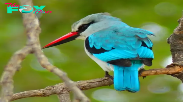 QL The fascinating world of forest kingfishers: Masters of the forest canopy