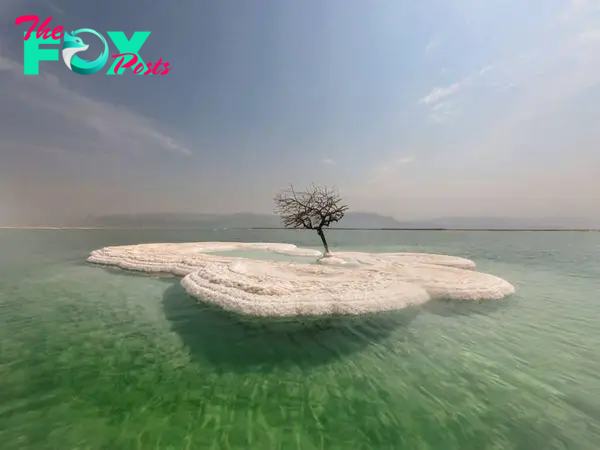 FS A miracle appeared: The “Tree of Life” grew on Salt Island in the middle of the Dead Sea